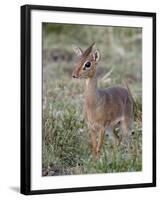 Kirk's Dik-Dik (Madoqua Kirkii), Masai Mara National Reserve, Kenya, East Africa, Africa-James Hager-Framed Photographic Print