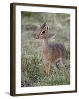 Kirk's Dik-Dik (Madoqua Kirkii), Masai Mara National Reserve, Kenya, East Africa, Africa-James Hager-Framed Photographic Print