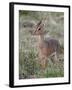 Kirk's Dik-Dik (Madoqua Kirkii), Masai Mara National Reserve, Kenya, East Africa, Africa-James Hager-Framed Photographic Print