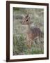 Kirk's Dik-Dik (Madoqua Kirkii), Masai Mara National Reserve, Kenya, East Africa, Africa-James Hager-Framed Photographic Print