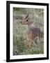 Kirk's Dik-Dik (Madoqua Kirkii), Masai Mara National Reserve, Kenya, East Africa, Africa-James Hager-Framed Photographic Print