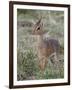 Kirk's Dik-Dik (Madoqua Kirkii), Masai Mara National Reserve, Kenya, East Africa, Africa-James Hager-Framed Photographic Print