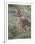 Kirk's Dik-Dik (Madoqua Kirkii), Masai Mara National Reserve, Kenya, East Africa, Africa-James Hager-Framed Photographic Print