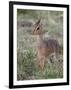 Kirk's Dik-Dik (Madoqua Kirkii), Masai Mara National Reserve, Kenya, East Africa, Africa-James Hager-Framed Photographic Print