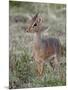 Kirk's Dik-Dik (Madoqua Kirkii), Masai Mara National Reserve, Kenya, East Africa, Africa-James Hager-Mounted Photographic Print