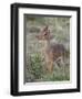 Kirk's Dik-Dik (Madoqua Kirkii), Masai Mara National Reserve, Kenya, East Africa, Africa-James Hager-Framed Photographic Print