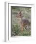 Kirk's Dik-Dik (Madoqua Kirkii), Masai Mara National Reserve, Kenya, East Africa, Africa-James Hager-Framed Photographic Print