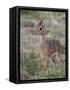 Kirk's Dik-Dik (Madoqua Kirkii), Masai Mara National Reserve, Kenya, East Africa, Africa-James Hager-Framed Stretched Canvas