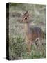 Kirk's Dik-Dik (Madoqua Kirkii), Masai Mara National Reserve, Kenya, East Africa, Africa-James Hager-Stretched Canvas