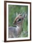 Kirk'S Dik-Dik (Madoqua Kirkii) Nakuru National Park, Kenya-Denis-Huot-Framed Photographic Print