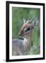 Kirk'S Dik-Dik (Madoqua Kirkii) Nakuru National Park, Kenya-Denis-Huot-Framed Photographic Print