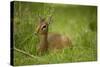 Kirk's Dik-Dik Resting in Grass-Joe McDonald-Stretched Canvas