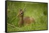 Kirk's Dik-Dik Resting in Grass-Joe McDonald-Framed Stretched Canvas