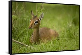 Kirk's Dik-Dik Resting in Grass-Joe McDonald-Framed Stretched Canvas