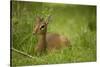 Kirk's Dik-Dik Resting in Grass-Joe McDonald-Stretched Canvas