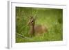 Kirk's Dik-Dik Resting in Grass-Joe McDonald-Framed Photographic Print