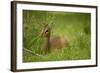 Kirk's Dik-Dik Resting in Grass-Joe McDonald-Framed Photographic Print