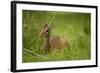 Kirk's Dik-Dik Resting in Grass-Joe McDonald-Framed Photographic Print