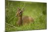 Kirk's Dik-Dik Resting in Grass-Joe McDonald-Mounted Photographic Print