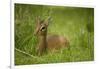 Kirk's Dik-Dik Resting in Grass-Joe McDonald-Framed Photographic Print