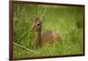 Kirk's Dik-Dik Resting in Grass-Joe McDonald-Framed Photographic Print