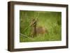 Kirk's Dik-Dik Resting in Grass-Joe McDonald-Framed Photographic Print