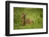 Kirk's Dik-Dik Resting in Grass-Joe McDonald-Framed Photographic Print