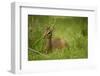 Kirk's Dik-Dik Resting in Grass-Joe McDonald-Framed Photographic Print