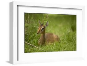 Kirk's Dik-Dik Resting in Grass-Joe McDonald-Framed Photographic Print