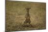 Kirk's Dik-Dik-Joe McDonald-Mounted Photographic Print