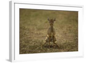 Kirk's Dik-Dik-Joe McDonald-Framed Photographic Print