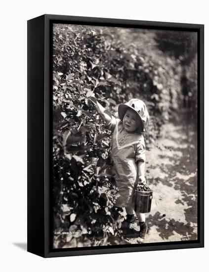 Kirkland Berry Farms, Baby Berry Picker, Undated-Asahel Curtis-Framed Stretched Canvas