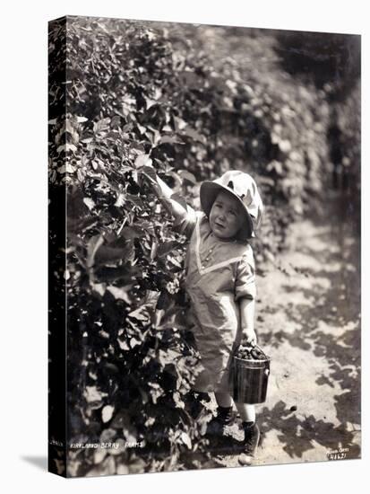 Kirkland Berry Farms, Baby Berry Picker, Undated-Asahel Curtis-Stretched Canvas