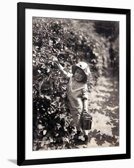 Kirkland Berry Farms, Baby Berry Picker, Undated-Asahel Curtis-Framed Giclee Print