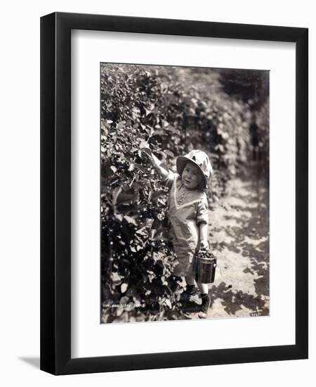 Kirkland Berry Farms, Baby Berry Picker, Undated-Asahel Curtis-Framed Premium Giclee Print