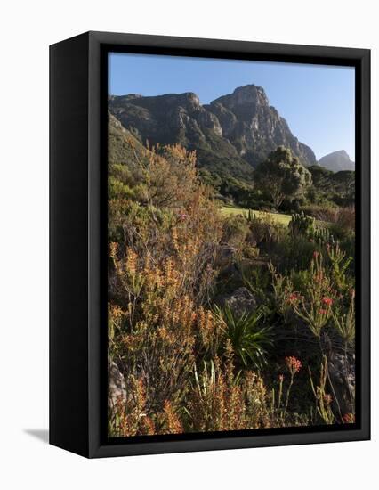 Kirstenbosch National Botanical Garden, Cape Town, South Africa, Africa-Sergio Pitamitz-Framed Stretched Canvas