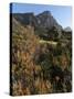 Kirstenbosch National Botanical Garden, Cape Town, South Africa, Africa-Sergio Pitamitz-Stretched Canvas