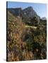 Kirstenbosch National Botanical Garden, Cape Town, South Africa, Africa-Sergio Pitamitz-Stretched Canvas