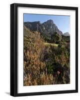 Kirstenbosch National Botanical Garden, Cape Town, South Africa, Africa-Sergio Pitamitz-Framed Photographic Print