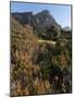 Kirstenbosch National Botanical Garden, Cape Town, South Africa, Africa-Sergio Pitamitz-Mounted Photographic Print