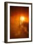 Kiss of Light-Philippe Sainte-Laudy-Framed Premium Photographic Print