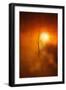 Kiss of Light-Philippe Sainte-Laudy-Framed Premium Photographic Print