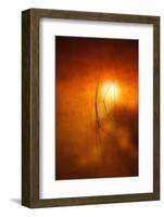 Kiss of Light-Philippe Sainte-Laudy-Framed Photographic Print