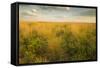 Kissimmee Preserve State Park, Florida-Maresa Pryor-Framed Stretched Canvas