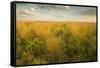 Kissimmee Preserve State Park, Florida-Maresa Pryor-Framed Stretched Canvas