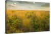 Kissimmee Preserve State Park, Florida-Maresa Pryor-Stretched Canvas