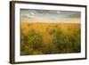 Kissimmee Preserve State Park, Florida-Maresa Pryor-Framed Photographic Print