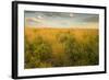 Kissimmee Preserve State Park, Florida-Maresa Pryor-Framed Photographic Print