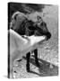 Kissing Calves-null-Stretched Canvas