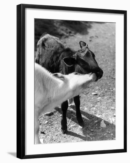 Kissing Calves-null-Framed Photographic Print